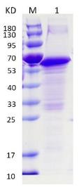 SDS-PAGE (THBS1-51H).jpg